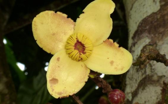 Grias o Shachamangua Planta Grias o Shachamangua