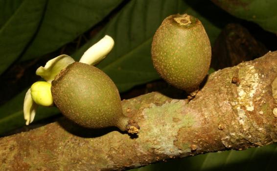 Grias Fruto Grias en la selva