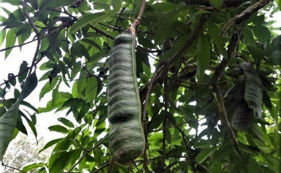 Guamas recien bajadas de arbol 