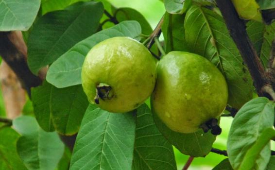 Guayaba Guayaba en el árbol