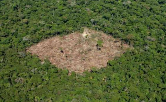 Selva deforestacion 