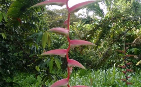 Heliconia, planta viva