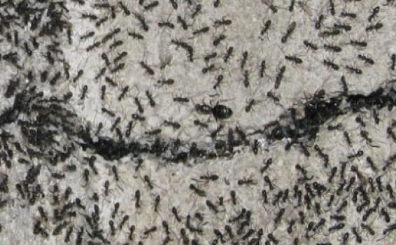 Hormigas en un arbol caminado a nido