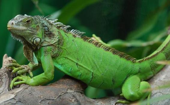 Los Lagos Iguana en arbol