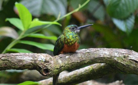 Ave Jacamar en un arbol