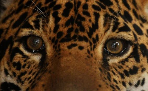 Fauna Amazonenense Jaguar en la selva