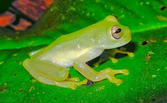 Amazonas Ranas