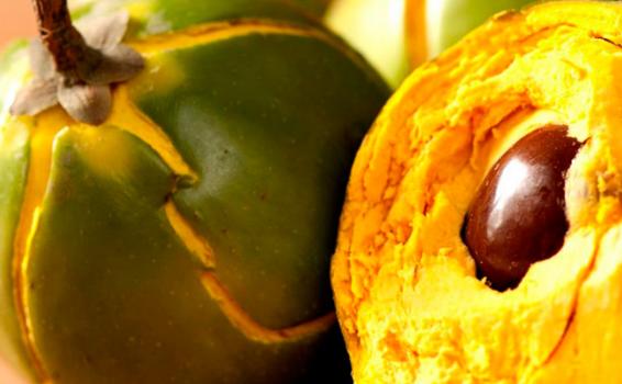 Verde brillante cuando esta verde Fruto Lucuma