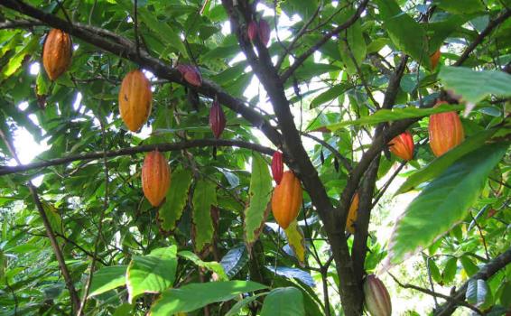 Macambo Macambo palta en su habitad natural