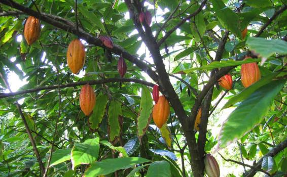 Macambo palta en su habitad natural