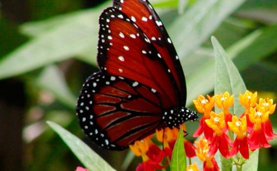 Mariposa roja Selvas fauna