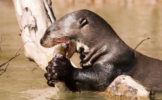 Especies del Amazonas 