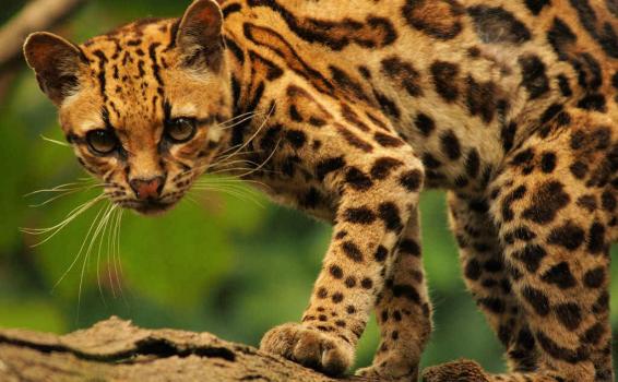 Fauna del Mundo Tigresillo especie de felino