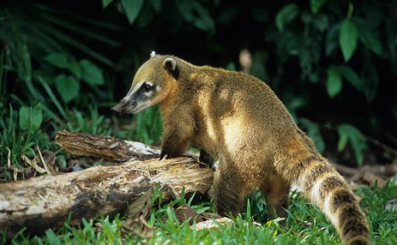 Tapir con su cria 