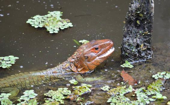 Paraguay caiman lizard en un lago