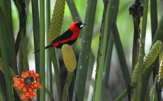 Ramphocelus Nigrogularis Ave en una rama en la selva