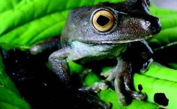 Ranas Amazonas Fauna