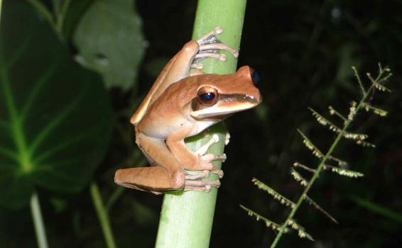  Rana lanceolada