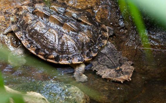 Tortuga Matamata Tortuga Matamata