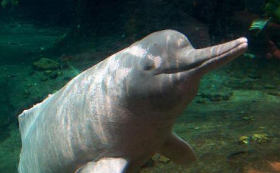 Delfin rosado o bufeo colorado Cuadro dramatizando al Bufeo o delfin rosado