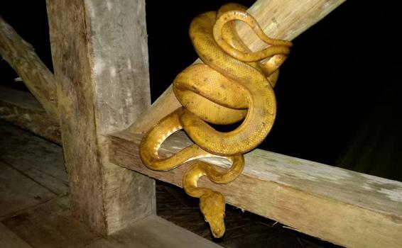 Serpiente arborea en una madera
