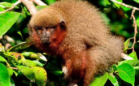 Titi Rojo en un arbol