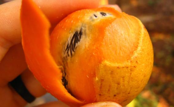 Tucuma fruto de la region del Amazonas Tucuma fruto de la region del Amazonas en racimo
