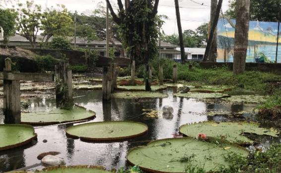 Victoria Regia Parque Santander