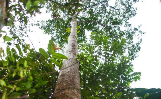 Yanchama Arbol de Yanchama