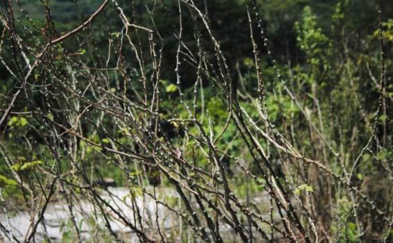 culturas Selva
