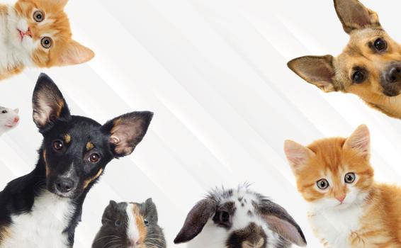 image for Día Internacional de los Derechos de los Animales