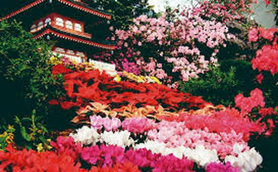 Festa das Flores e Morangos image for Festa das Flores e Morangos