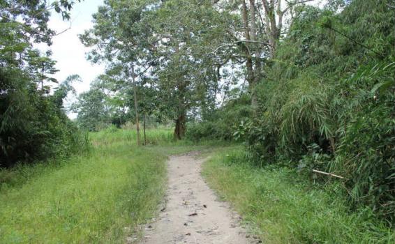 Isla de la Fantasia por caminos