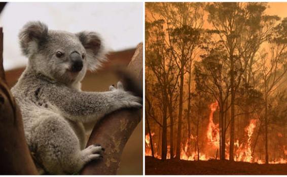 Mitad de la población de koalas habría muerto en Autralia por incendios image for Mitad de la población de koalas habría muerto en Autralia por incendios