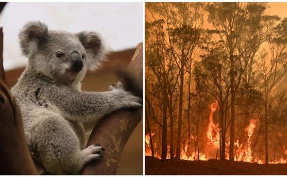 image for Mitad de la población de koalas habría muerto en Autralia por incendios