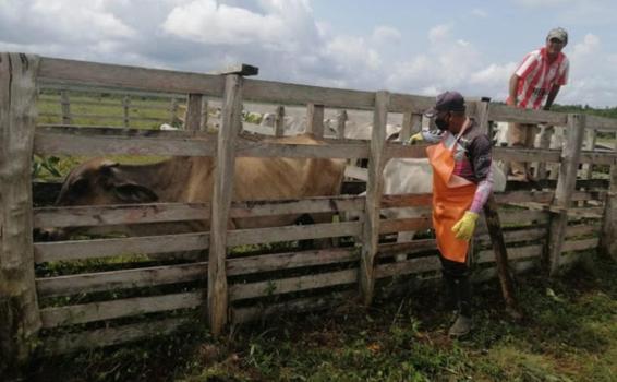 Inmunizados bovinos y bufalinos contra la fiebre aftosa image for Inmunizados bovinos y bufalinos contra la fiebre aftosa