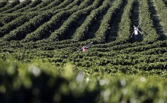O titular da Secretaria de Estado de Producao Rural e Sustentabilidad Plantacao de cafe