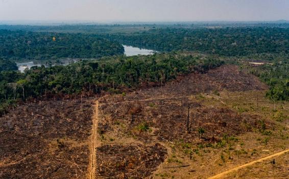 image for Desmatamento na Amazônia em junho é o maior em 5 anos