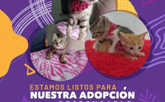 Adopta unos de estos bellos gaticos image for Adopta unos de estos bellos gaticos