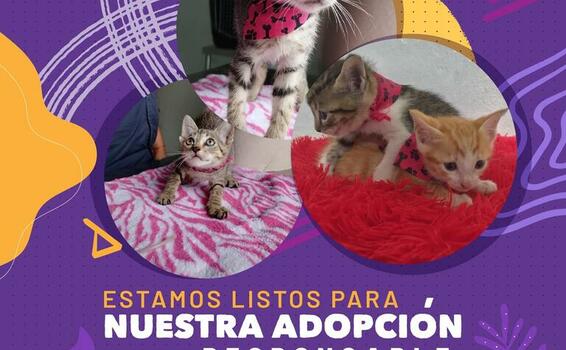 image for Adopta unos de estos bellos gaticos