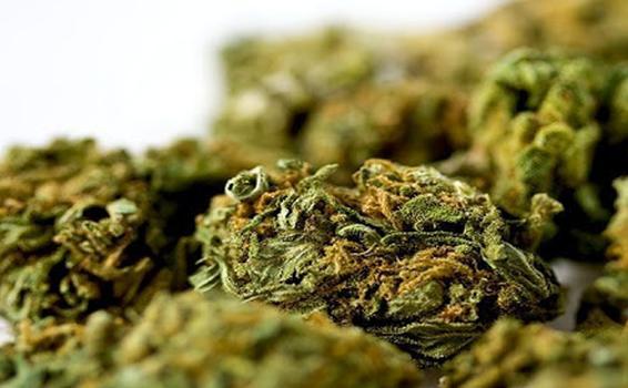 Incautan marihuana en registros de aeropuerto image for Incautan marihuana en registros de aeropuerto