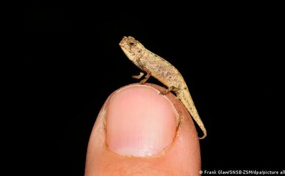 image for Descubren reptil más pequeño del mundo