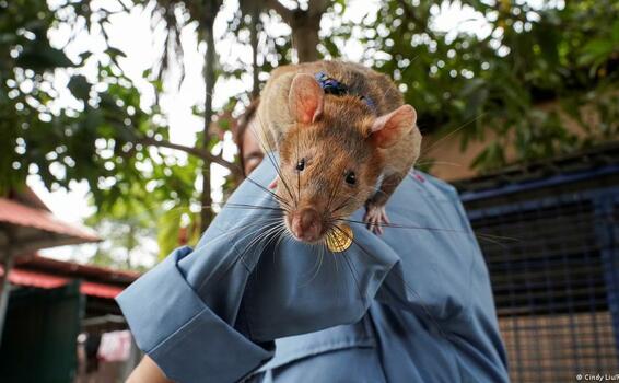 image for Muere  rata gigante que detectó cientos de minas terrestres 