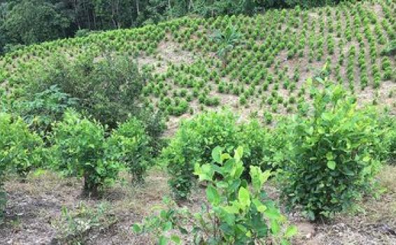 Gobierno Nacional buscará erradicar 130 000 hectáreas de hoja de coca image for Gobierno Nacional buscará erradicar 130 000 hectáreas de hoja de coca