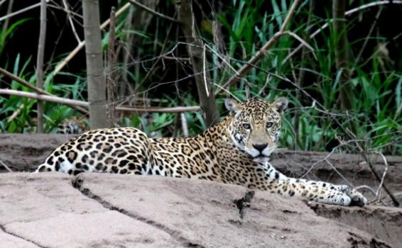 Proponen reconocer al jaguar como especie bandera de America Jaguar en un piedra descansando