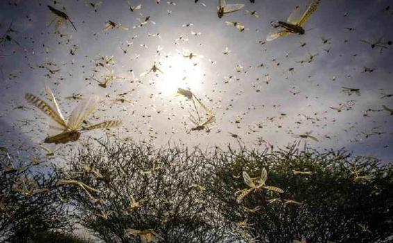 Nueva oleada de langostas va por la comida de 40 millones de personas image for Nueva oleada de langostas va por la comida de 40 millones de personas