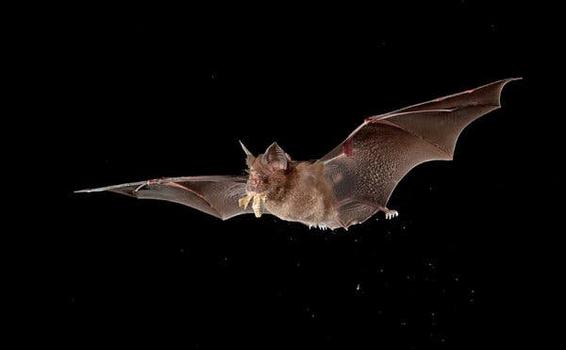 image for Queman murciélagos por temor al coronavirus