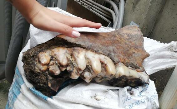 image for Obreros encuentran enormes huesos prehistóricos 