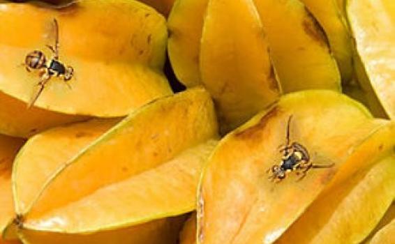 Combate a mosca da carambola Insetos em carambola