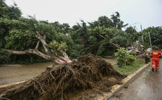 image for Lluvia intensas y fuertes vientos en Tumbes dejan tres árboles caídos 